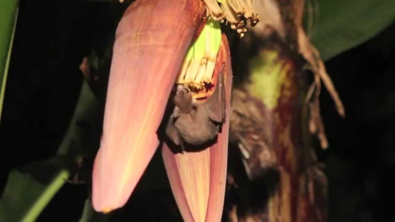 Cave Nectar Bat and banana flowers V YouTube
