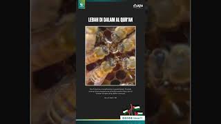 Lebah di dalam Al Qur'an #short #shorts #wahdahtv #alquran #murottal