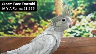Mashallah Glimpse of Cream Face Emerald Cockatiels Mutations of M Y A Farms (SMC - Private) Limited! screenshot 5