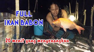 Traditional pond fish harvesting