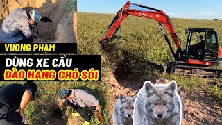 Vương Phạm Dùng Xe Cẩu Đào Hang Chó Sói