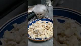 Cats compilations 😹🤭#new #cats #animals I found this videos on Instagram (thanks to the authors)