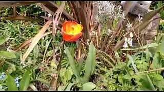 Palmentuin Tulpen In De Tuin,