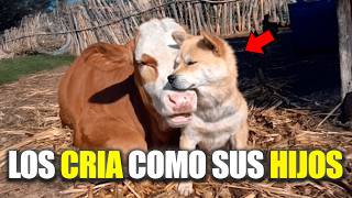 Cachorros hambrientos se acercan a la vaca pidiendo comida y ella los adoptó