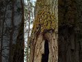 From Inside a Lightning-Struck Hollow Oak to Its Full Glory 🌳 #ancient #spring #nature #asmr