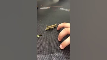 Grasshopper jumping in slow motion