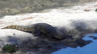 Fun with Crocs!