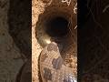 Rattlesnake POV: Real Underground Camera Footage 🐍 | Micro Wildlife Exploration #ai #shorts