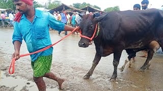 सस्ती दुधारू गाय देखिए चौसा मंडी मे यह एक बिहार की सबसे सस्ती मंडी है | Chausa Cow Mandi Buxar Bihar