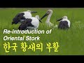 한국 황새의 부활 l Re-introduction of Oriental Stork l Oriental Stork l Wildlife