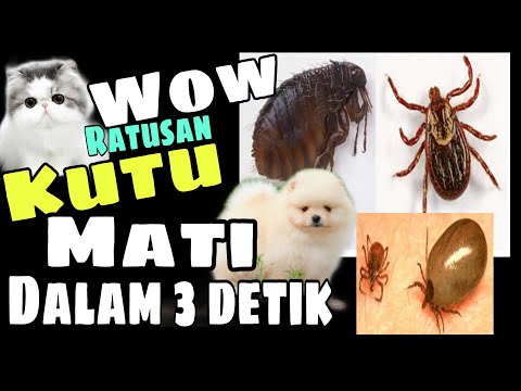 Video: Fleas dan Ticks: Menghapuskan Mereka Tanpa Racun