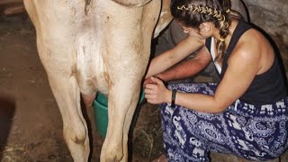 milking by hand  | cow milking  | viral punjabi