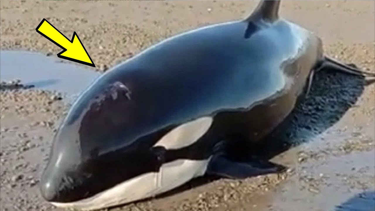 Косатку выбросило на берег, только посмотрите, что произошло дальше!