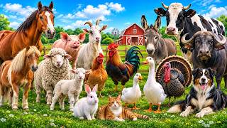Farm Animal Sounds for babies - Cute Animal Sounds - Learn Farm Animals - cat, dog, cow sound