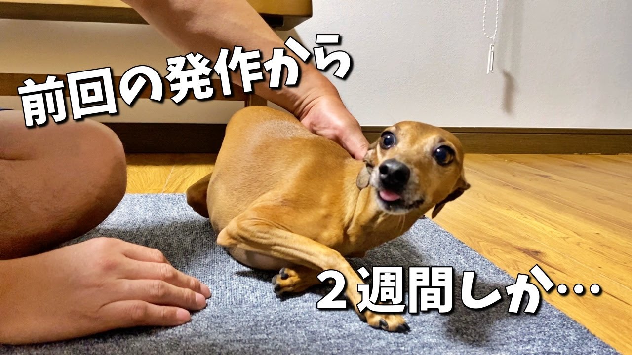 【イタグレ】てんかん発作が頻繁に…苦しそうな小型犬【閲覧注意】