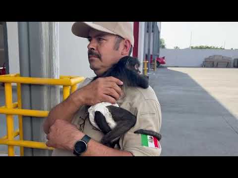 Rescatan a mono araña en la colonia Lomas de San Miguel