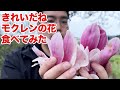 きれいだね モクレンの花、食べてみた…