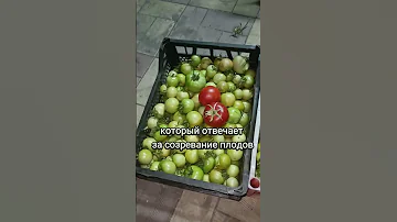 УСКОРЯЕМ СОЗРЕВАНИЕ ЗЕЛЁНЫХ ТОМАТОВ