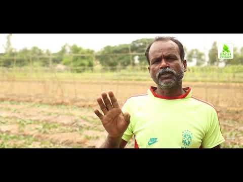 Mukti | Organic Farmer Subodh Das is Cultivating Pointed Gourd (Potol)| Organic Farming