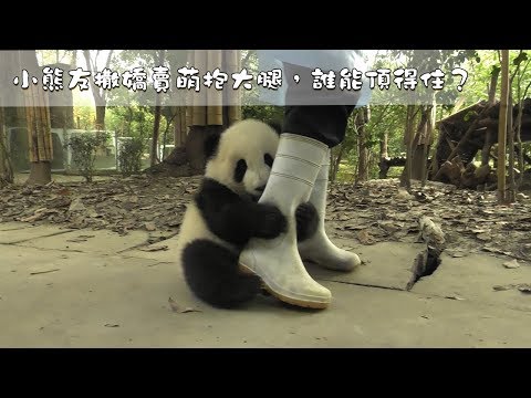 《熊貓早晚安》小熊友撒嬌賣萌抱大腿，誰能頂得住？| iPanda