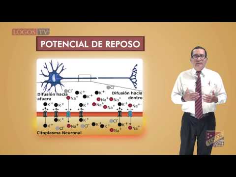 Vídeo: La Supresión De Sarm1 Suprime La Degeneración De La Neurona Motora Ligada A TDP-43 Y La Pérdida De La Columna Cortical