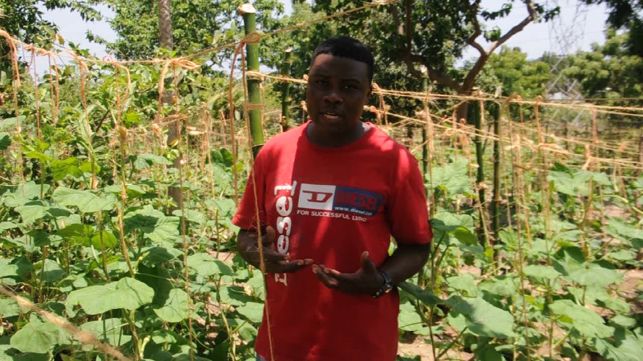 kilimo bora cha butternut squash kangeta kilimo