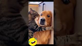 Ranking Funny Dogs🐶😂 #hilariousfails #funny #viral #shortsfeed