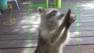 Raccoon detection using self trained YOLOV2