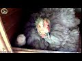 mother hen with new born chickens (very aggressive mother hen) - Freddy Farm