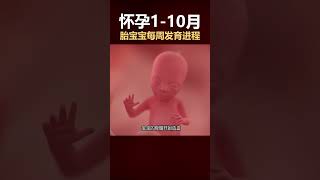 🌟怀孕1-40周，每周变化超神奇！附重点周数攻略✨