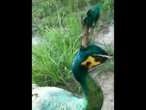 peacocks peafowl a pet green java peacock takes a bite youtube