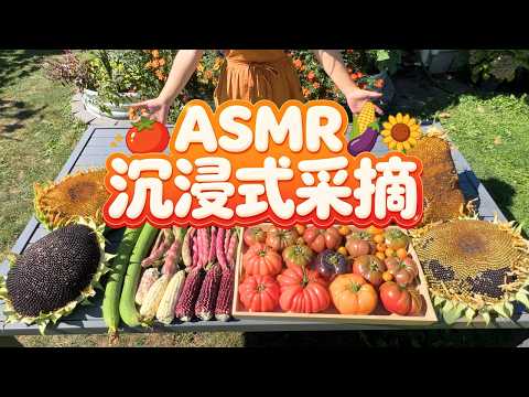 沉浸式摘菜🍅🌻🌽 番茄、向日葵、糯玉米、豆角、丝瓜等一大波蔬菜丰收｜加拿大200+㎡后院菜园，丰收的季节硕果累累