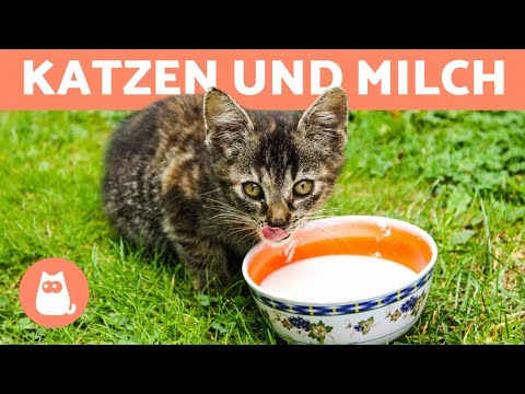 Video: Was Kann Katzenmilch Ersetzen