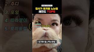 집사가 토끼랑 노는법 레전드Top5#랭킹쇼츠