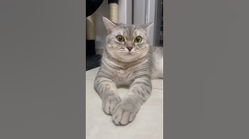 world big lazy cat sleeping reaction #shorts