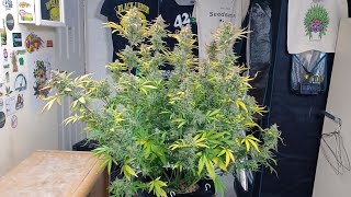 Harvest day Fruity Pebbles autoflower from ILGM in Athena blended line nutrition. Medic Grow light