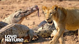 'Misfit' Lion Loses Meal to Swarming Crocodiles | Love Nature