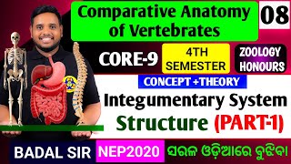 Structure of Integumentary system|Zoology honours 4th semester core9|CORE9 zoology honours 