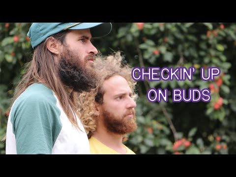 Checkin Up On Buds