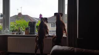 Layla the Siren!! by Layla the Boxer Dog 8,037 views 4 years ago 19 seconds