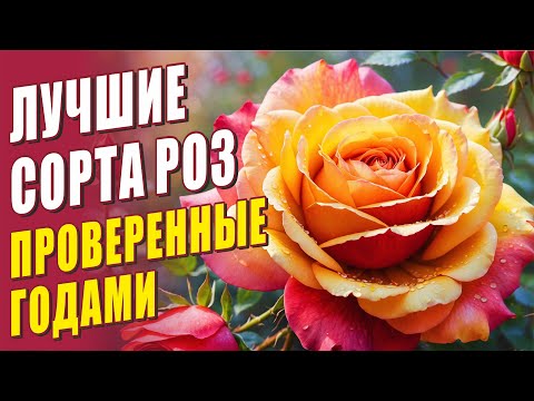 Лучшие Сорта Роз Проверенные Годами. Розы В Саду.