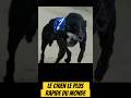 Le greyhound chien de course ou de compagnie greyhound dog shorts viral trending chien k9