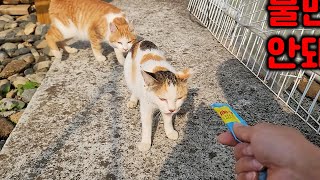 I followed the street cat to give him some snacks #streetcat #amazing change