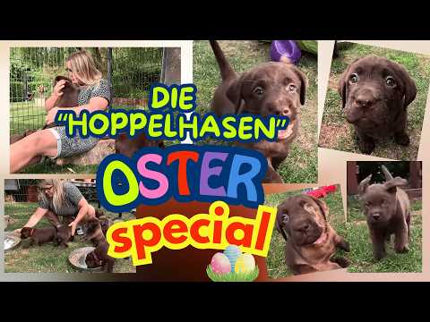 ❤️Das Labrador Welpen "Hoppelhasen" Oster Special Video. Chillys Welpen #labradorwelpen #hundewelpen
