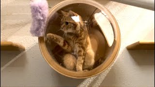 Clean the place where the cats are by 10 Cats.ᐩ 150,106 views 2 years ago 3 minutes, 26 seconds