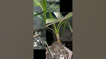 Bonsai Lontar #shortsvideo #shortvideo #shortvidio #short #bonsai