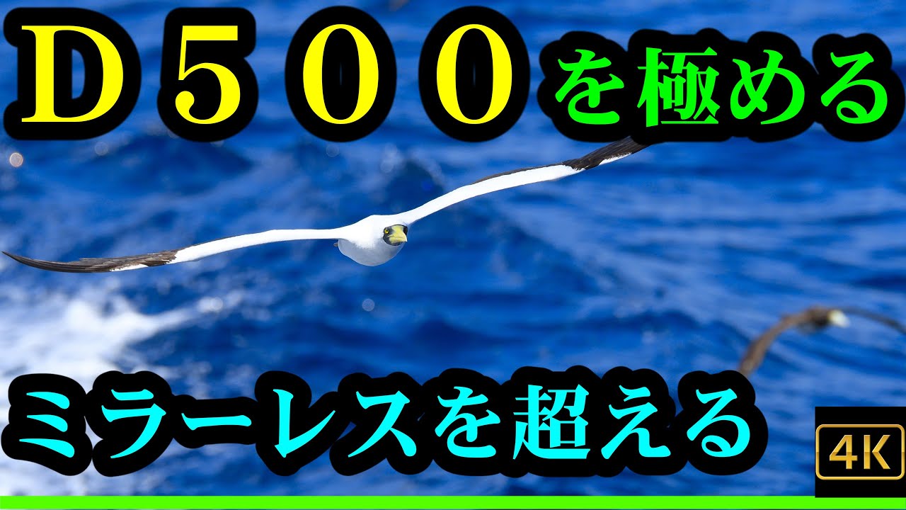 Nikon D500を極める。「アオツラカツオドリ」海上での撮影 - YouTube