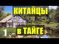 ПРОМЫСЕЛ СОБОЛЯ КИТАЙЦЫ В ТАЙГЕ ИЗБА ЗИМОВЬЕ В ЛЕСУ ЖИЗНЬ ОХОТНИКА ПЕРЕЙТИ РЕКУ ВБРОД 1