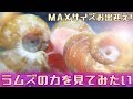 【導入】輝け！レッドラムズホーン【ふぶきテトラ】