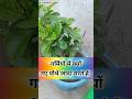 गर्मियों में पौधें क्यों मरते हैं |
